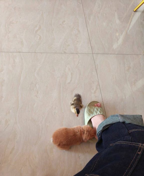 декоративный кролик