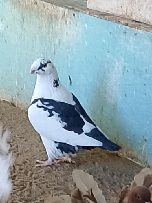 Porumbei AGH de vanzare