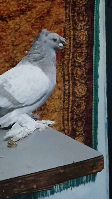 Пепельный самец  возраст 8 месяцев