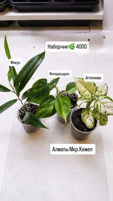 Комнатные растения