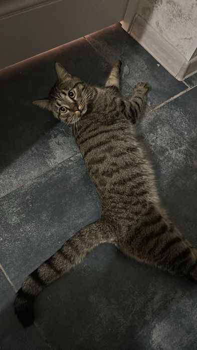 Нашли кота в районе Экспо