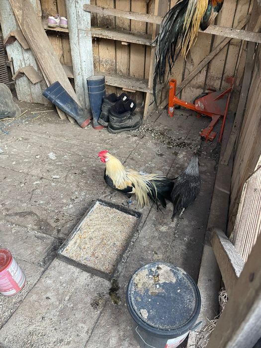 Vând pereche de phoenix