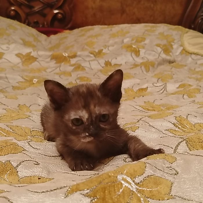 Европейская Бурма