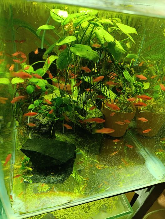 Plante,pești,acvariu,gradina cu pesti