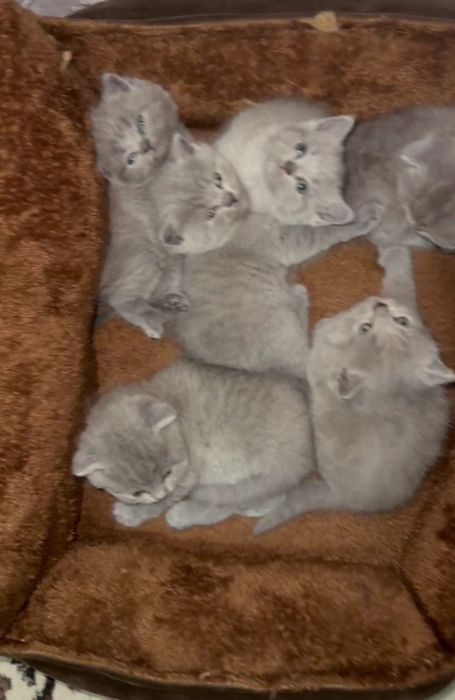 Мушукчалар сотилади шотланд