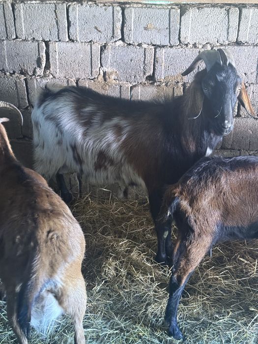 Vand tap anglonubian