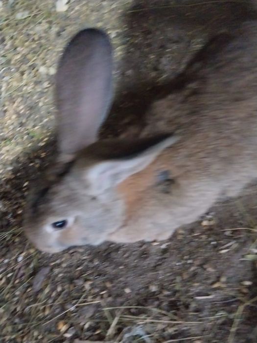 Продам кроликов разные