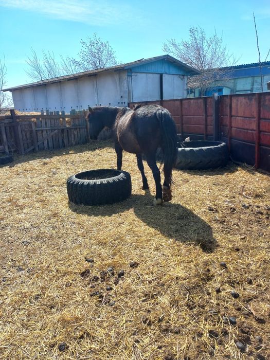 Продам кобылу жерёбую