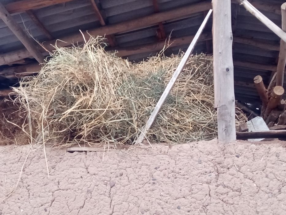 Боглик пичон сотилади. Нархи келишади