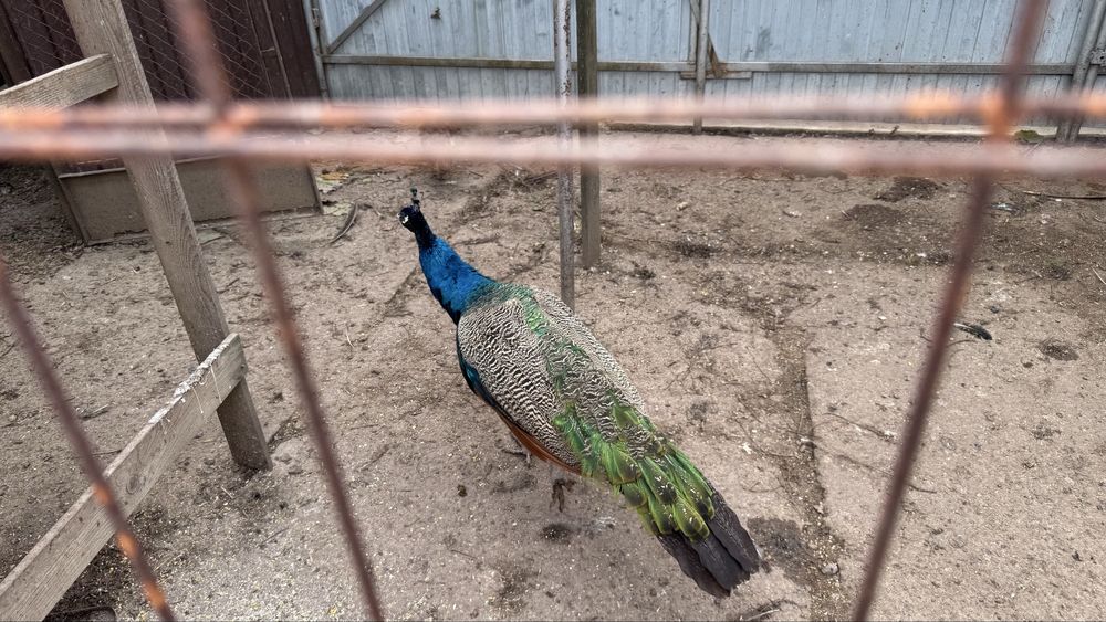 Vand paun sau pauni tineri pereche sau separat