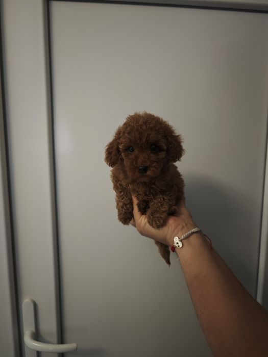 Той пудел момче toy poodle