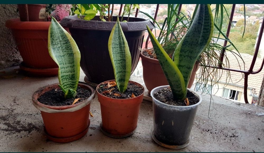 Planta limba soacrei bicolora