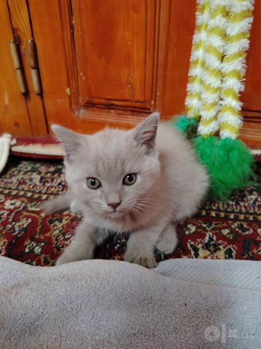 Mushuk sotiladi sutdan chiqqan