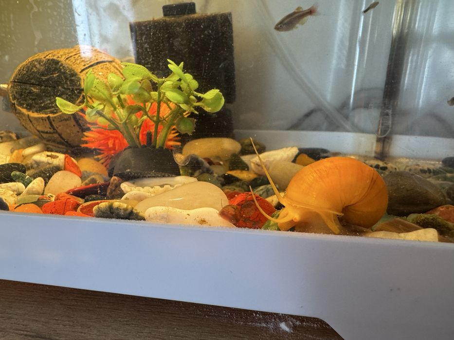 Аквариум 20 литров с рыбками