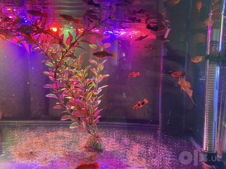 Akvarium baliqlari bilan sotiladi