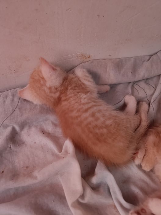 Продам шотландских котят