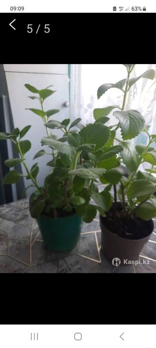 Цветы домашние.Мелисса мята.