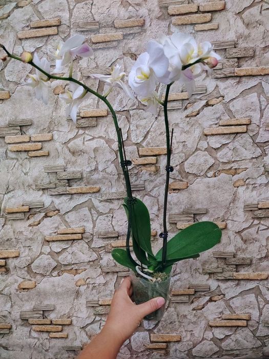 Phalaenopsis Amabilis