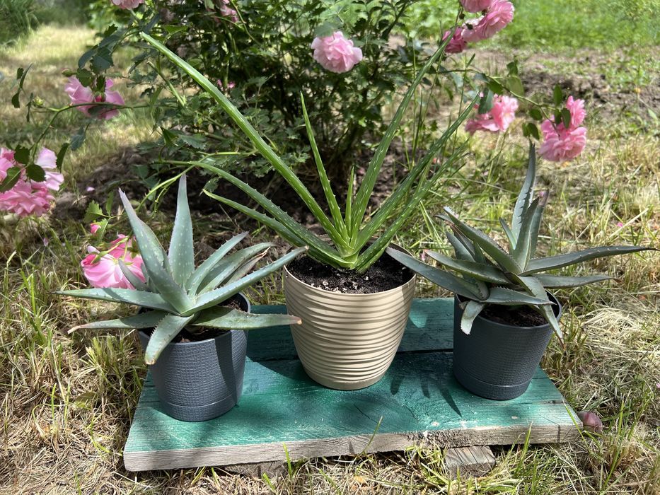 Алоэ вера четырехлетние