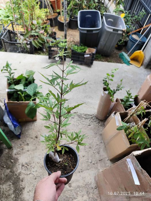 Аврамово дърво , Витекс агнус кастус