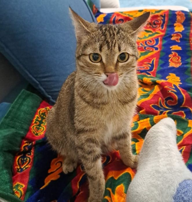 Потерялась кошка!