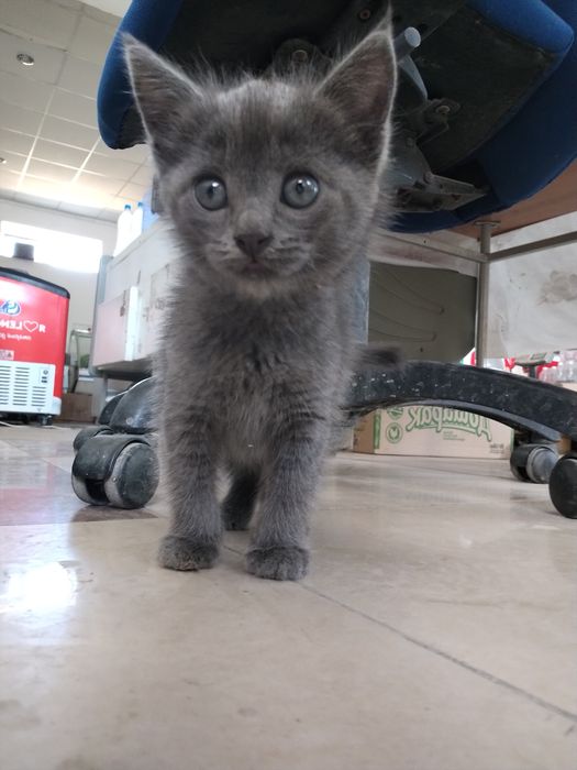 Котёнка в добрые руки