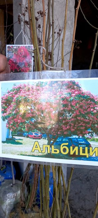 Ромашка белая крупная