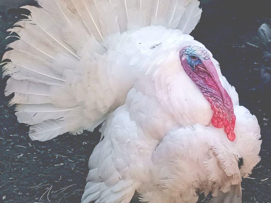 Induk õrdak induvutka tuxumlari bor