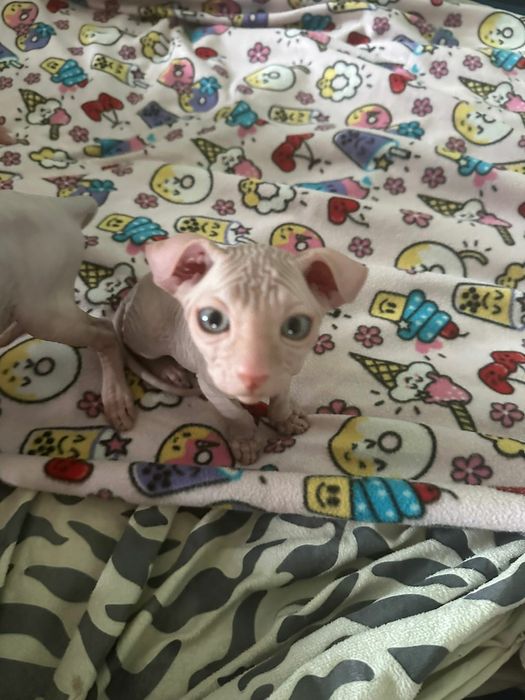 Котята сфинксы ливкой