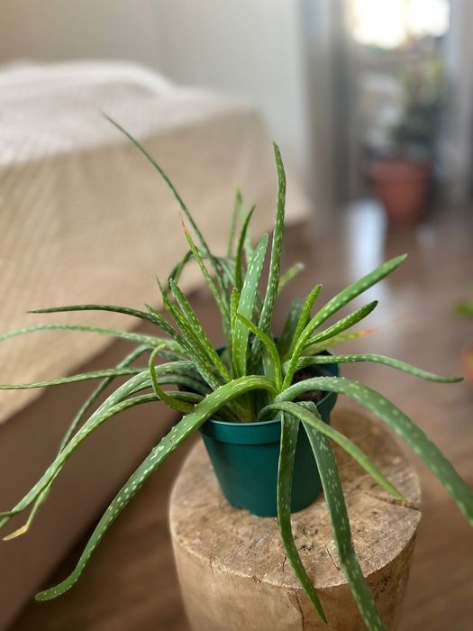 Продам комнатные цветы_