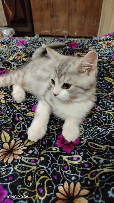 Продаётся Кошки. Мушук болалари сотилади