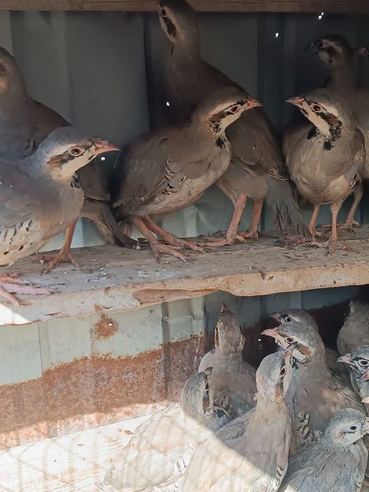 Кеклик куропатка