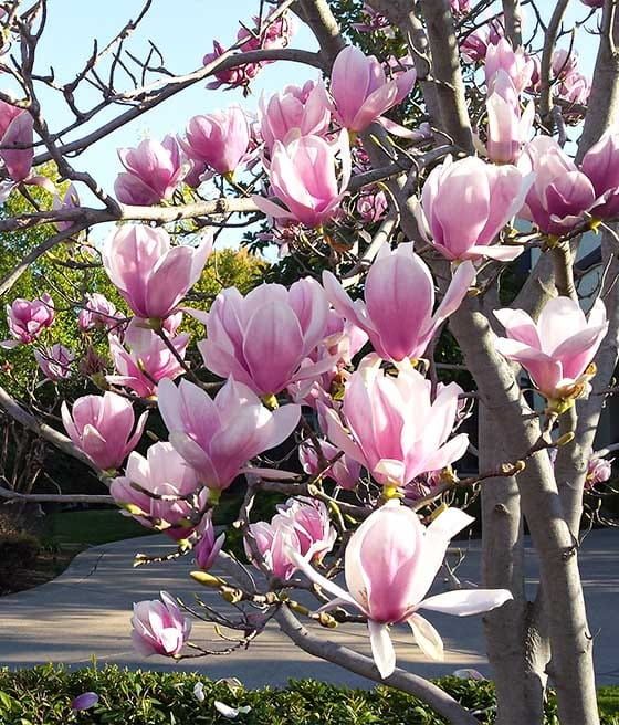 Магнолия Пинки (НОВО)/100-120см