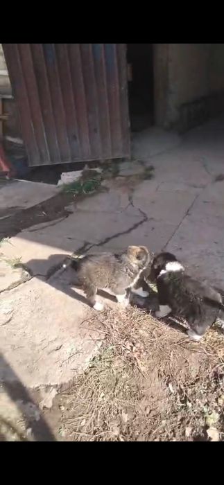 Продаются щенки Алабая !!!