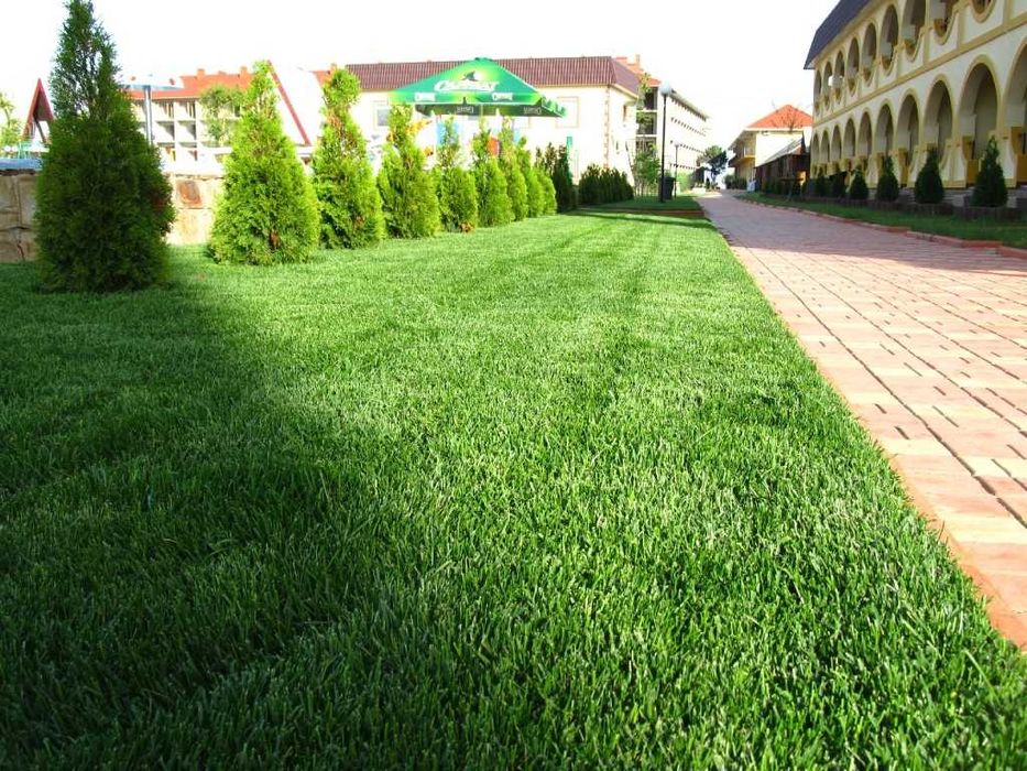 Газон рулонный Gazon посевной