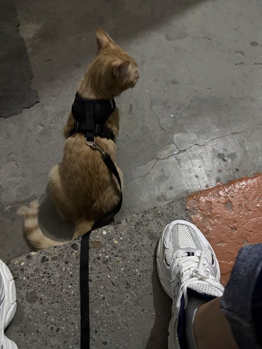 Отдам кота в добрые руки