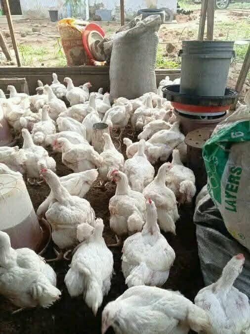 Pui alb de carne 2.8 3 kg