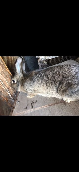 Продам кроликов пародистых