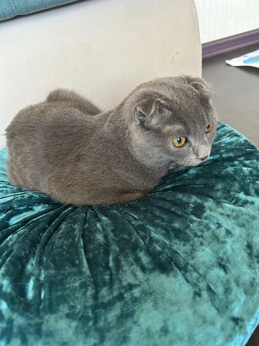 Шотландский вислоухии 6 мес мальчик