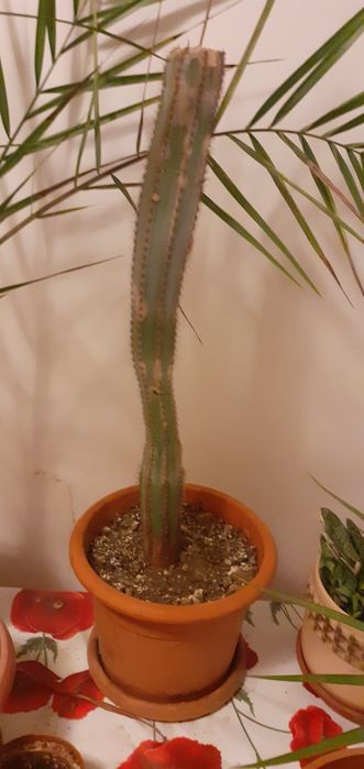 De vanzare cactus