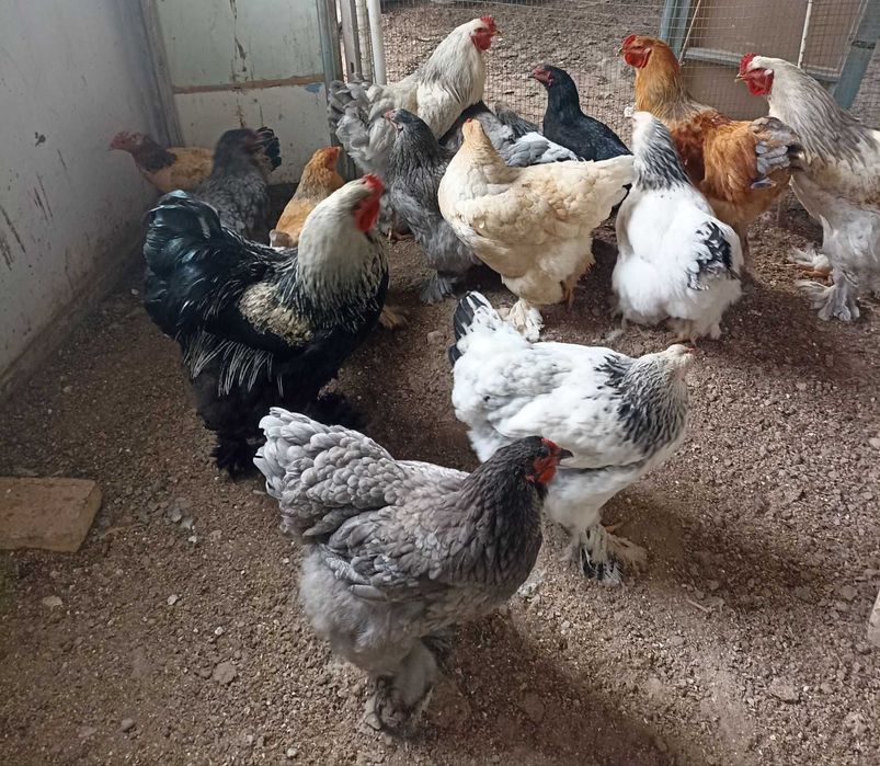 Брома товиклар | Zotdor toviqlar