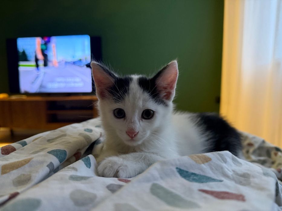 Котенок в добрые руки