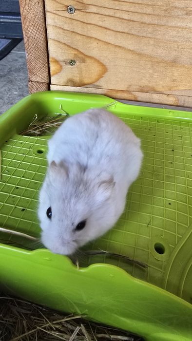 Hamster/hamster pitic