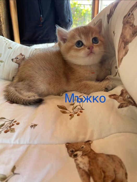 Британска и Шотландска златна чинчила