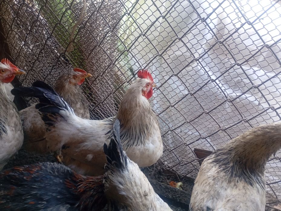 Адлер ва жайдари хурозлар