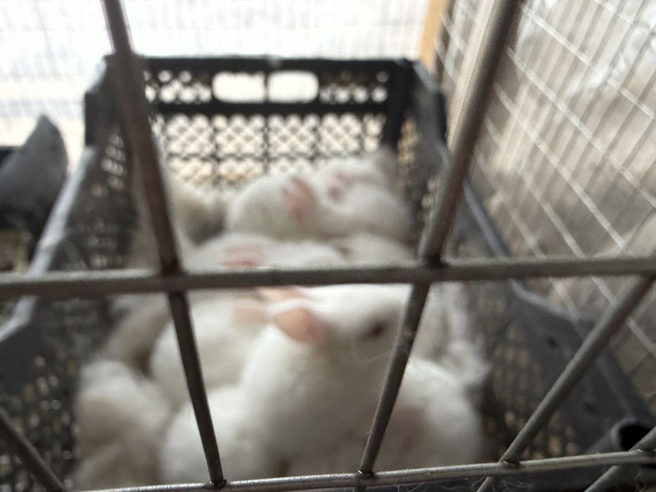 Куён quyon hikol