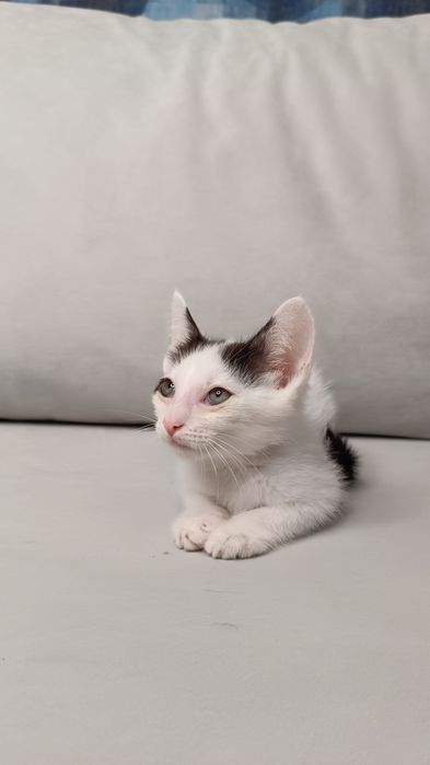 Отдам котёнка в добрые руки