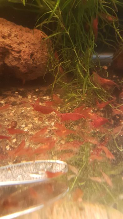 Криветки красная вишня