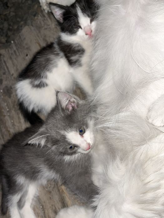 Отдам котят в хорошие руки