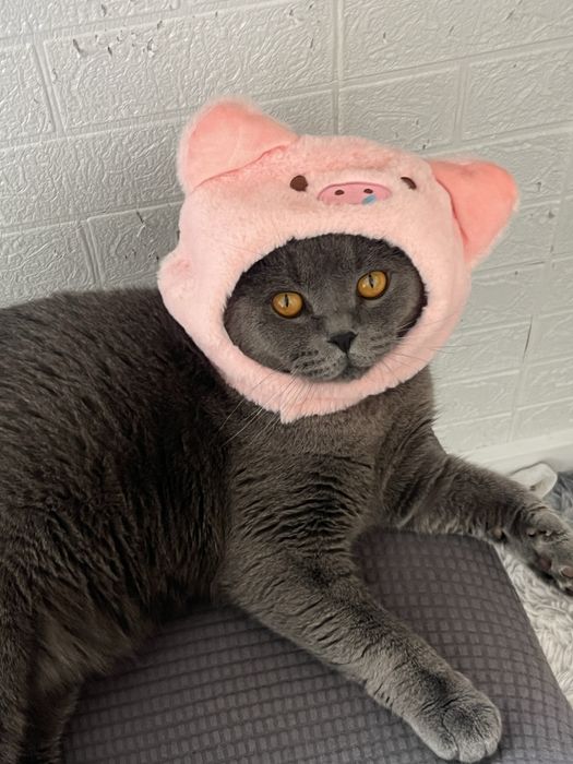 Шотландский кот , 1,5 года